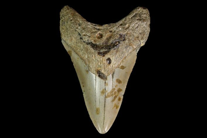 Bargain, Fossil Megalodon Tooth - North Carolina #145423